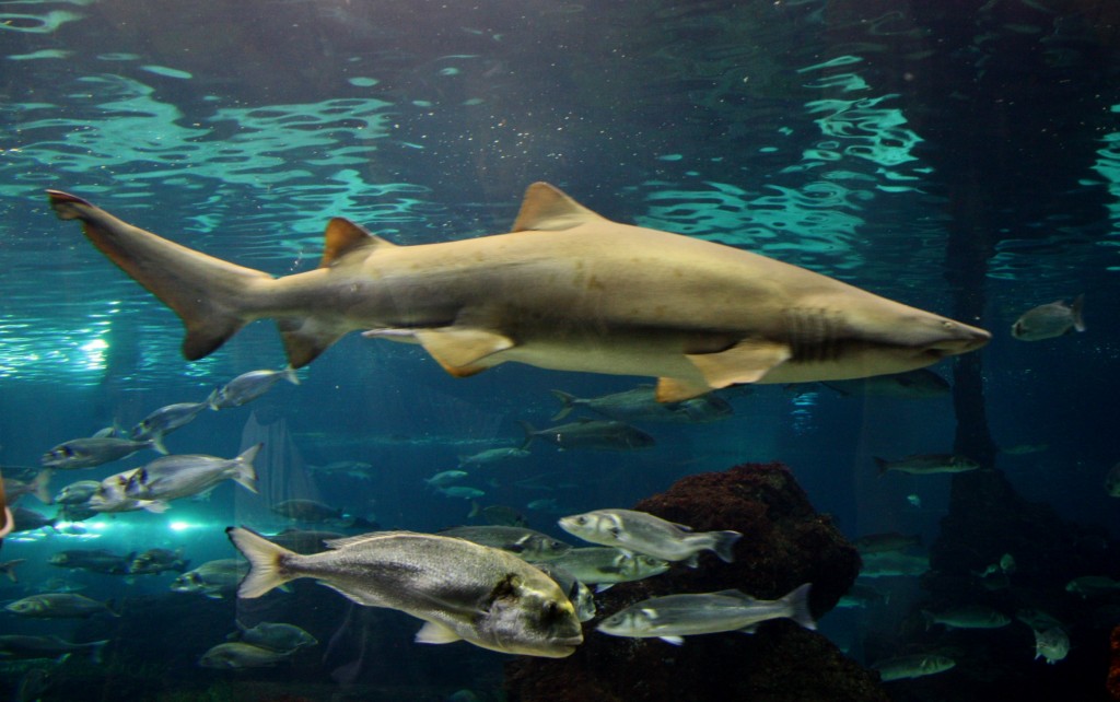 Foto: Acuario de Barcelona - Barcelona (Cataluña), España