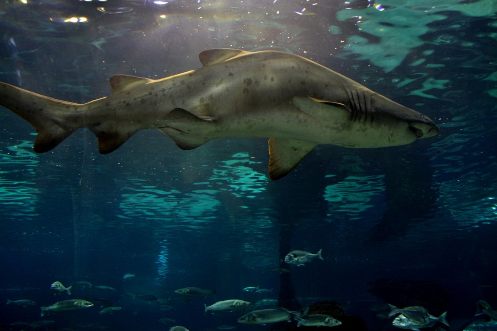 Foto: Acuario de Barcelona - Barcelona (Cataluña), España