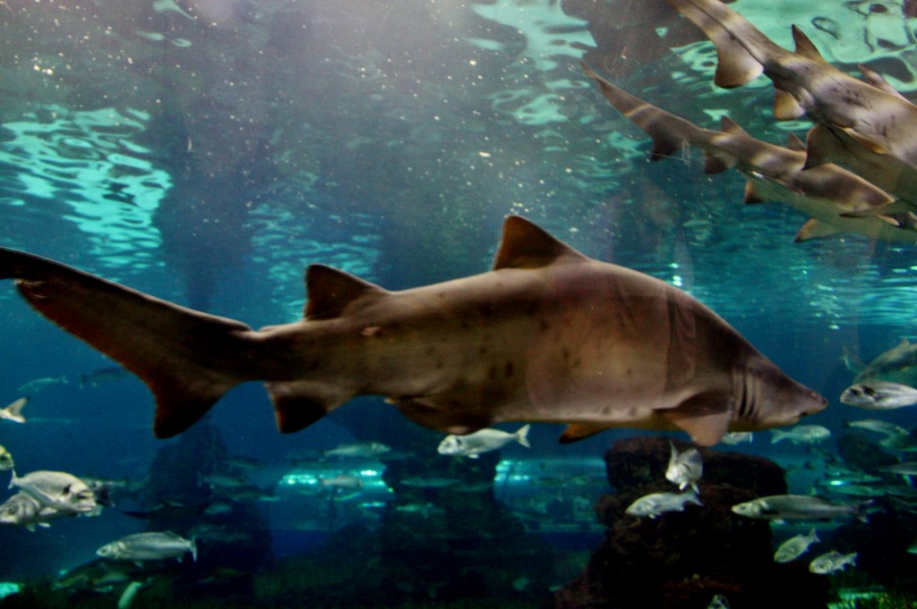 Foto: Acuario de Barcelona - Barcelona (Cataluña), España