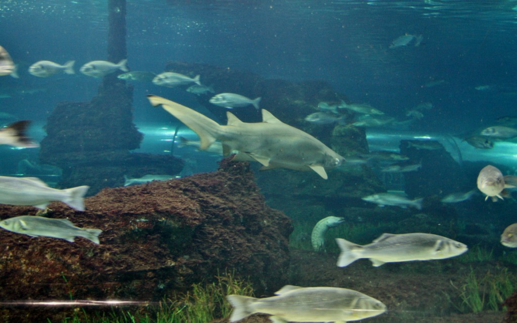 Foto: Acuario de Barcelona - Barcelona (Cataluña), España