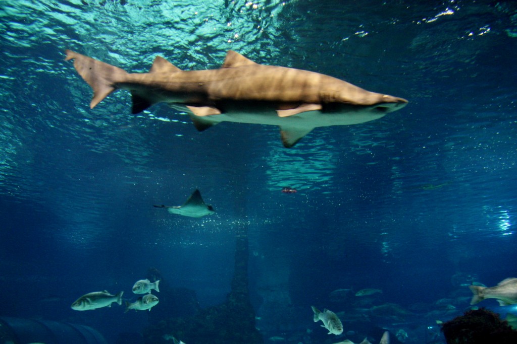 Foto: Acuario de Barcelona - Barcelona (Cataluña), España