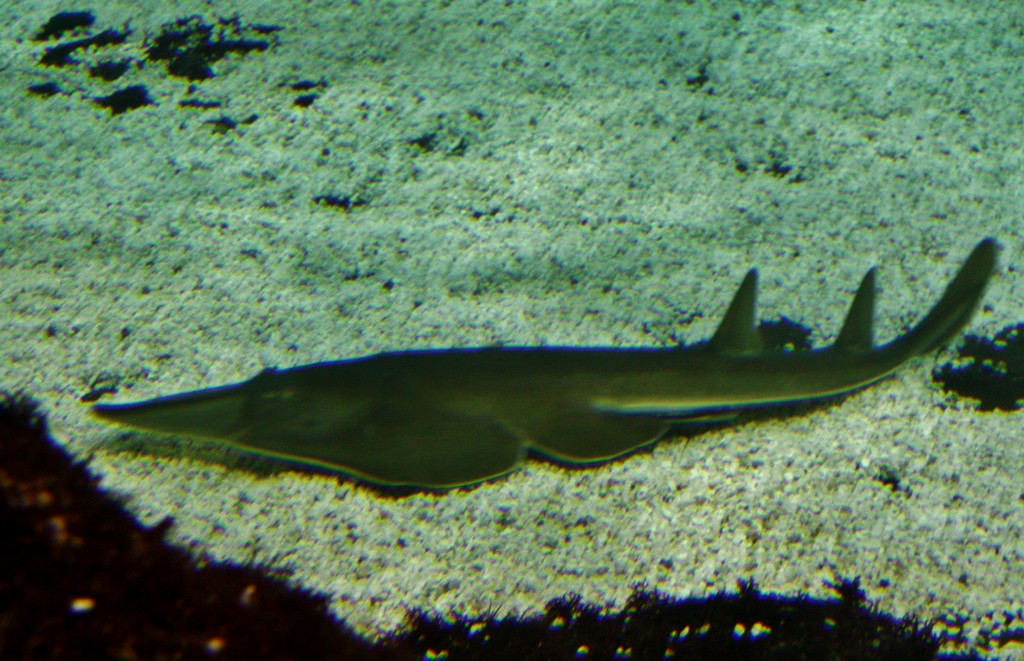 Foto: Acuario de Barcelona - Barcelona (Cataluña), España