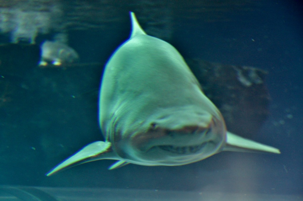 Foto: Acuario de Barcelona - Barcelona (Cataluña), España