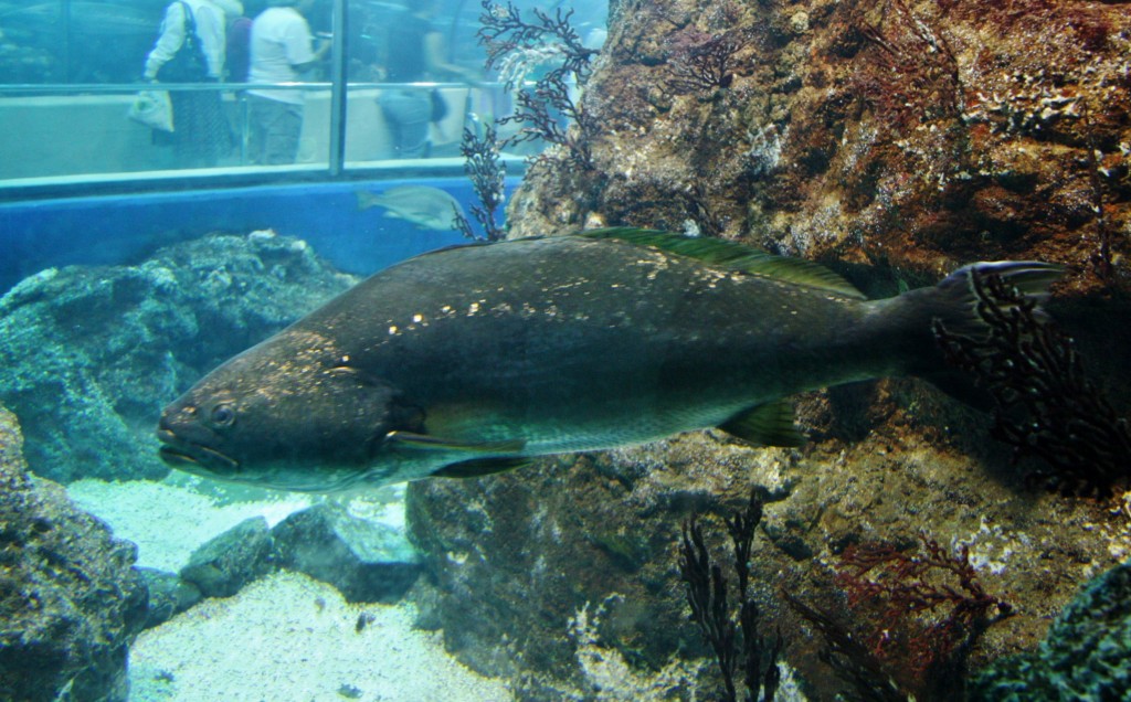 Foto: Acuario de Barcelona - Barcelona (Cataluña), España