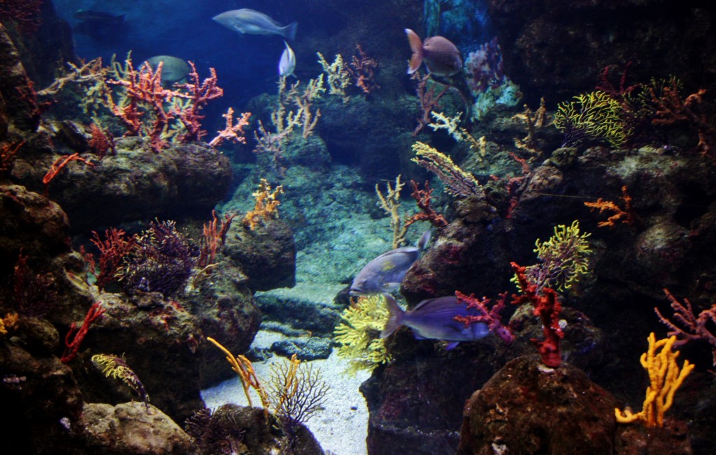 Foto: Acuario de Barcelona - Barcelona (Cataluña), España