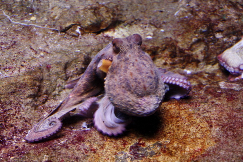 Foto: Acuario de Barcelona - Barcelona (Cataluña), España