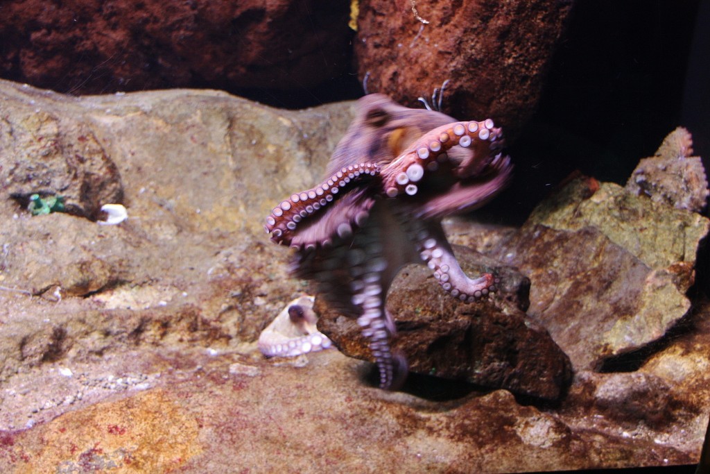 Foto: Acuario de Barcelona - Barcelona (Cataluña), España