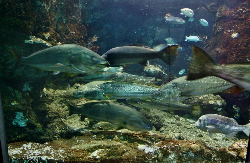 Foto: Acuario de Barcelona - Barcelona (Cataluña), España