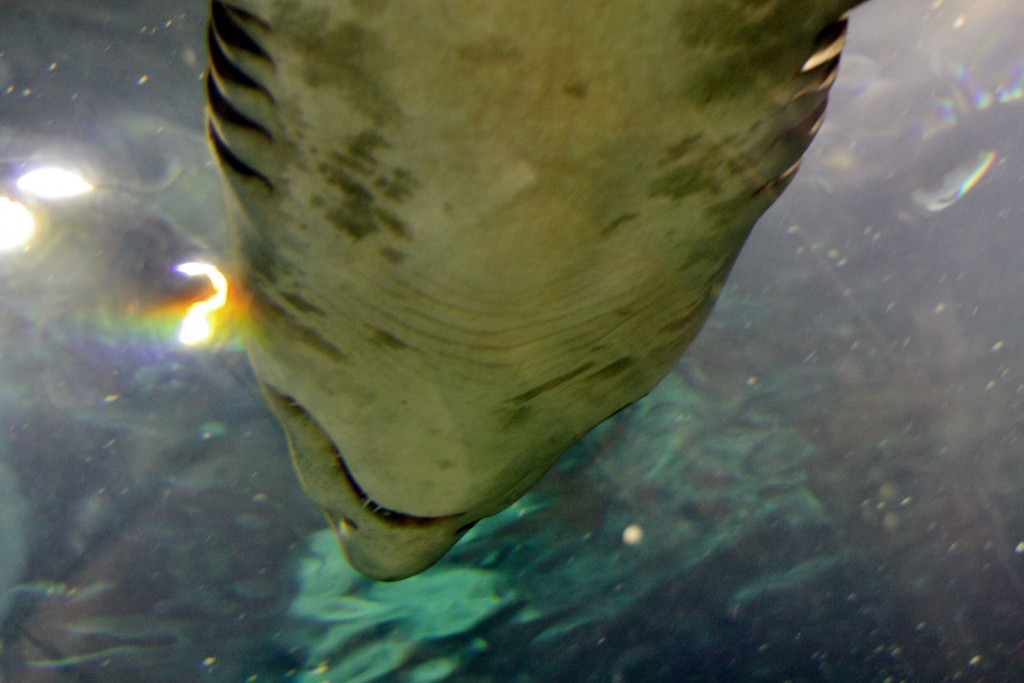 Foto: Acuario de Barcelona - Barcelona (Cataluña), España