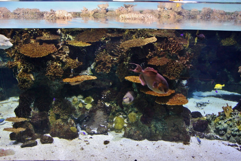 Foto: Acuario de Barcelona - Barcelona (Cataluña), España