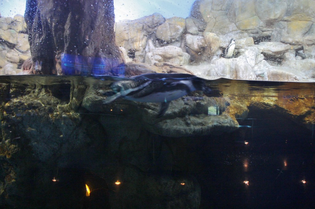 Foto: Acuario de Barcelona - Barcelona (Cataluña), España