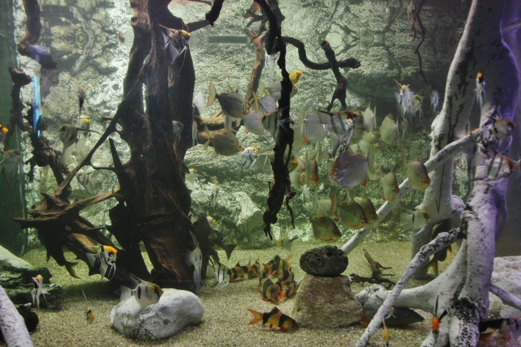 Foto: Acuario de Barcelona - Barcelona (Cataluña), España