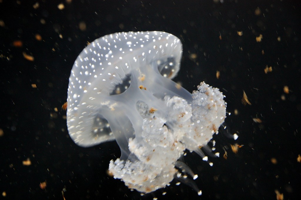 Foto: Acuario de Barcelona - Barcelona (Cataluña), España