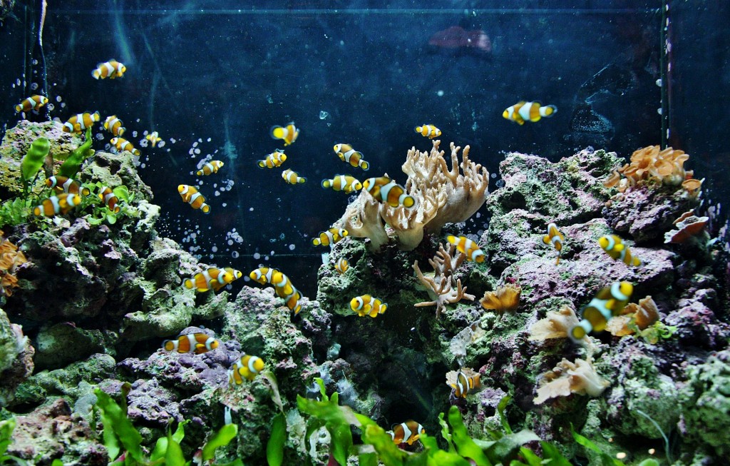 Foto: Acuario de Barcelona - Barcelona (Cataluña), España