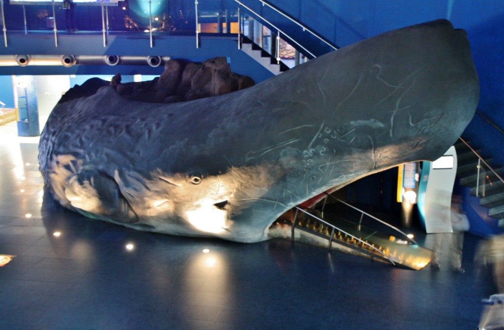 Foto: Acuario de Barcelona - Barcelona (Cataluña), España