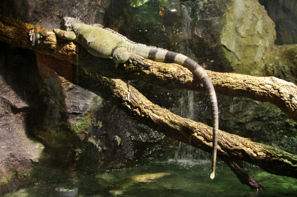 Foto: Acuario de Barcelona - Barcelona (Cataluña), España