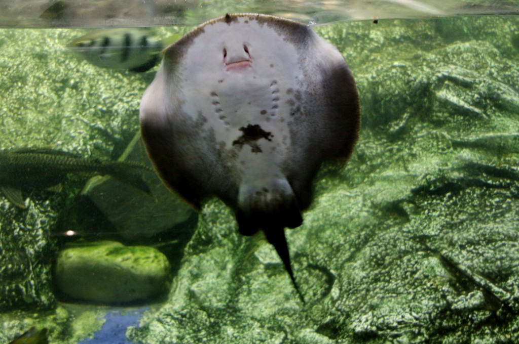 Foto: Acuario de Barcelona - Barcelona (Cataluña), España