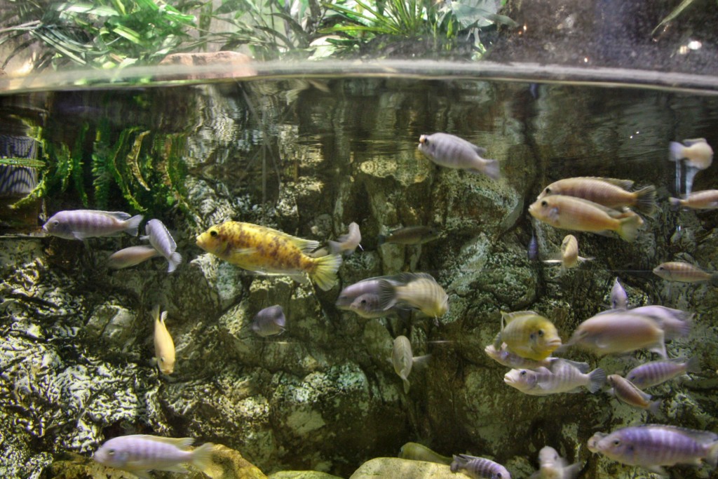 Foto: Acuario de Barcelona - Barcelona (Cataluña), España