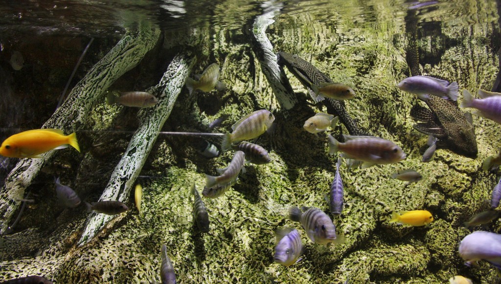 Foto: Acuario de Barcelona - Barcelona (Cataluña), España