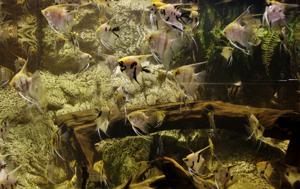 Foto: Acuario de Barcelona - Barcelona (Cataluña), España