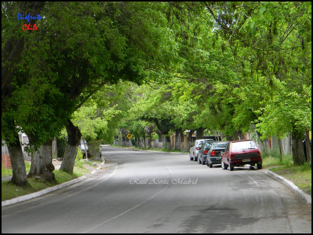 Foto: Zúñiga - San Vicente de Tagua Tagua (Libertador General Bernardo OʼHiggins), Chile