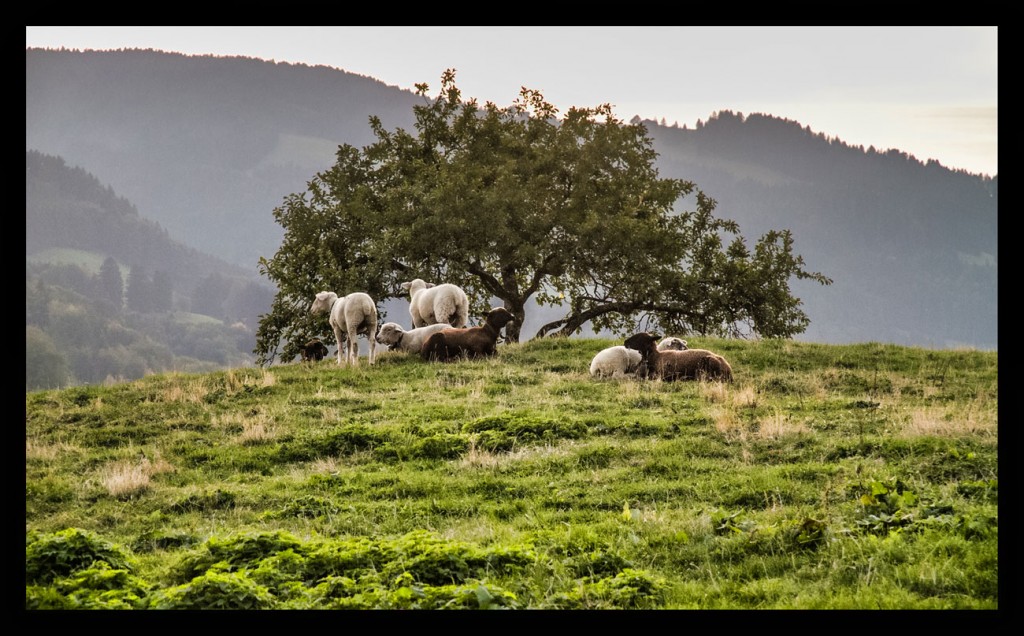 Foto de Gruyère (Fribourg), Suiza