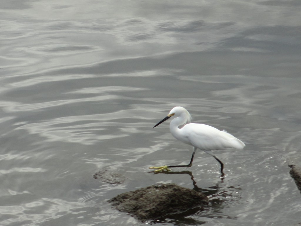 Foto: Puerto pesquero - Esmeraldas, Ecuador