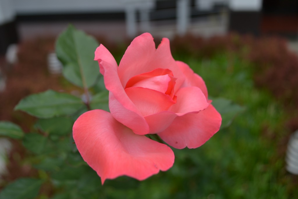 Foto: ROSAS - Alajuela, Costa Rica