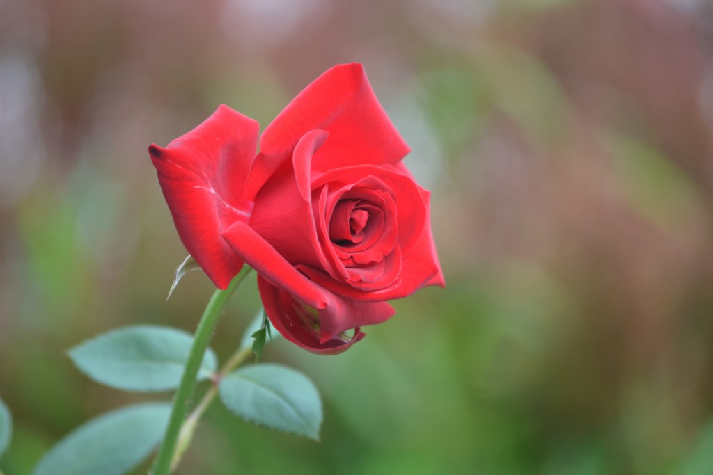 Foto: ROSAS - Alajuela, Costa Rica