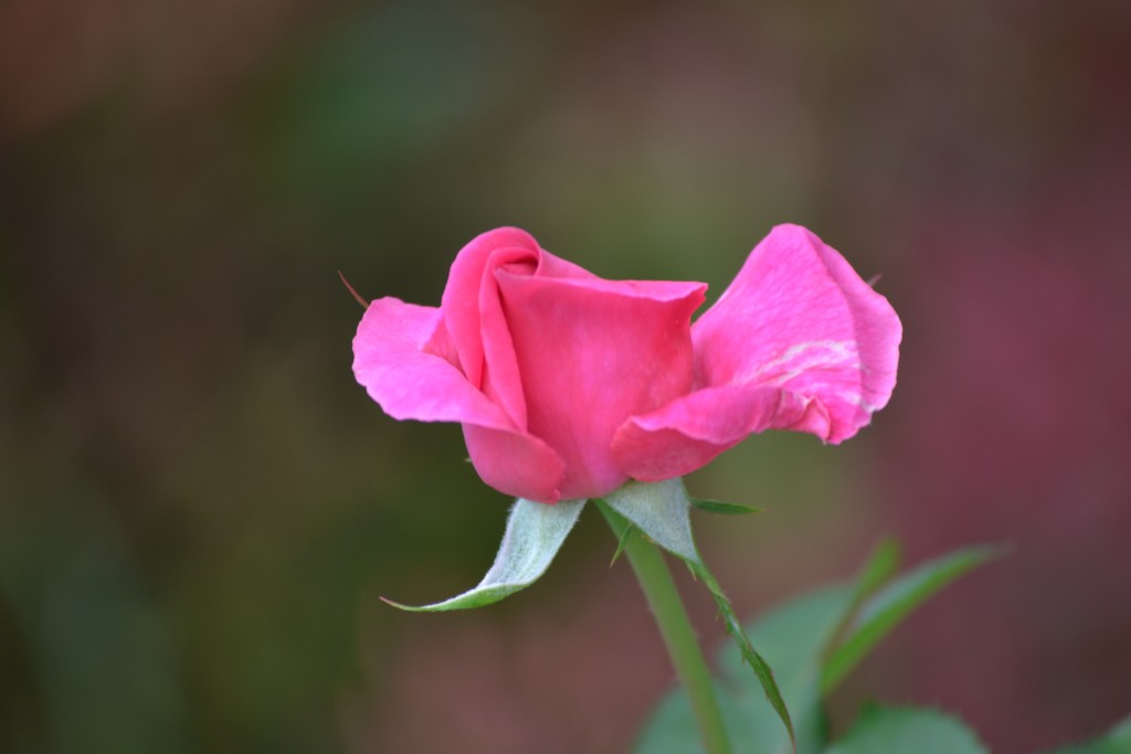 Foto: ROSAS - Alajuela, Costa Rica