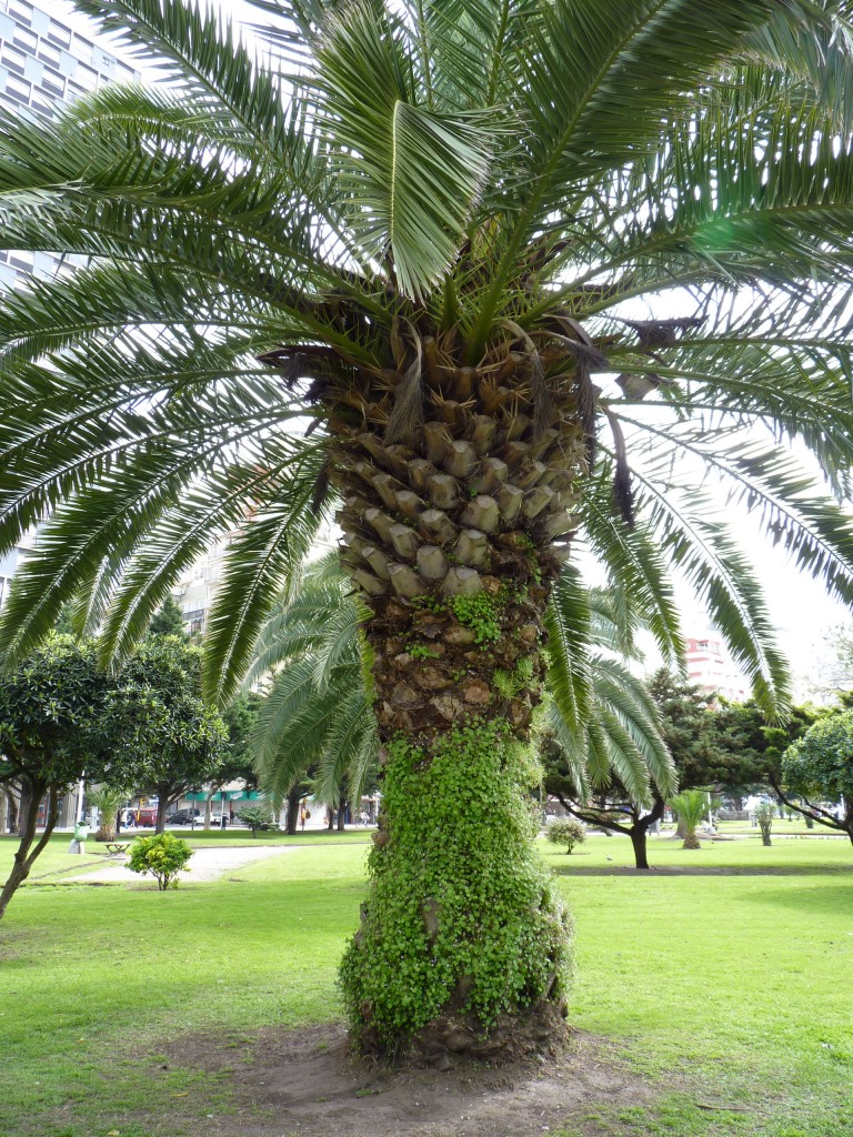 Foto: Plaza Colón - Mar del Plata (Buenos Aires), Argentina