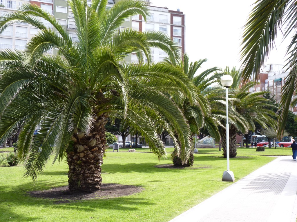 Foto: Plaza Colón - Mar del Plata (Buenos Aires), Argentina