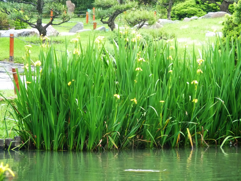 Foto: Jardín japonés - Ciudad Autónoma de Buenos Aires (Buenos Aires), Argentina