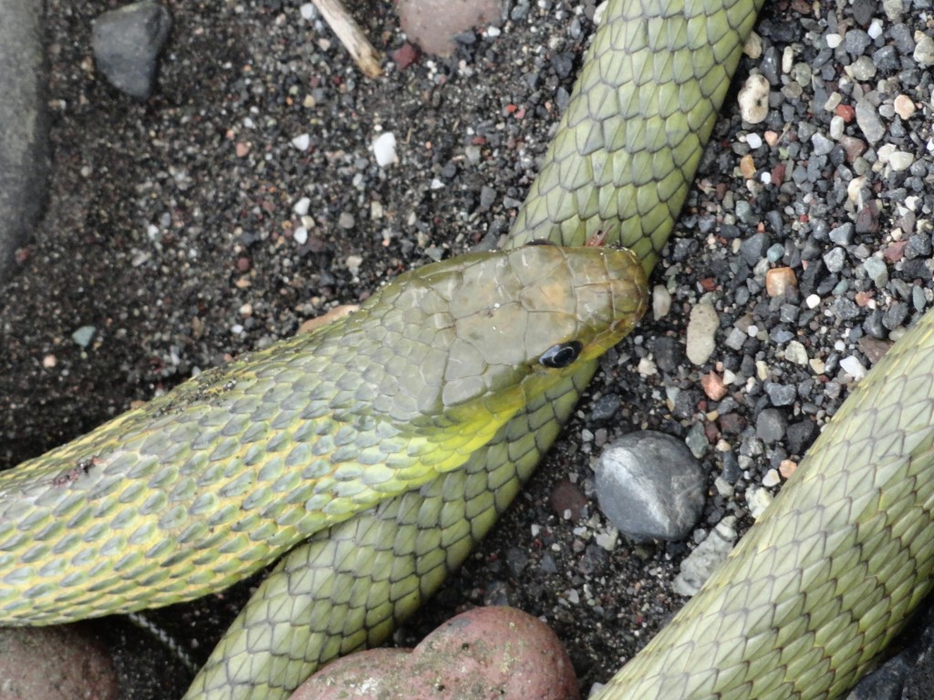 Foto: Serpiente - Puyo (Pastaza), Ecuador