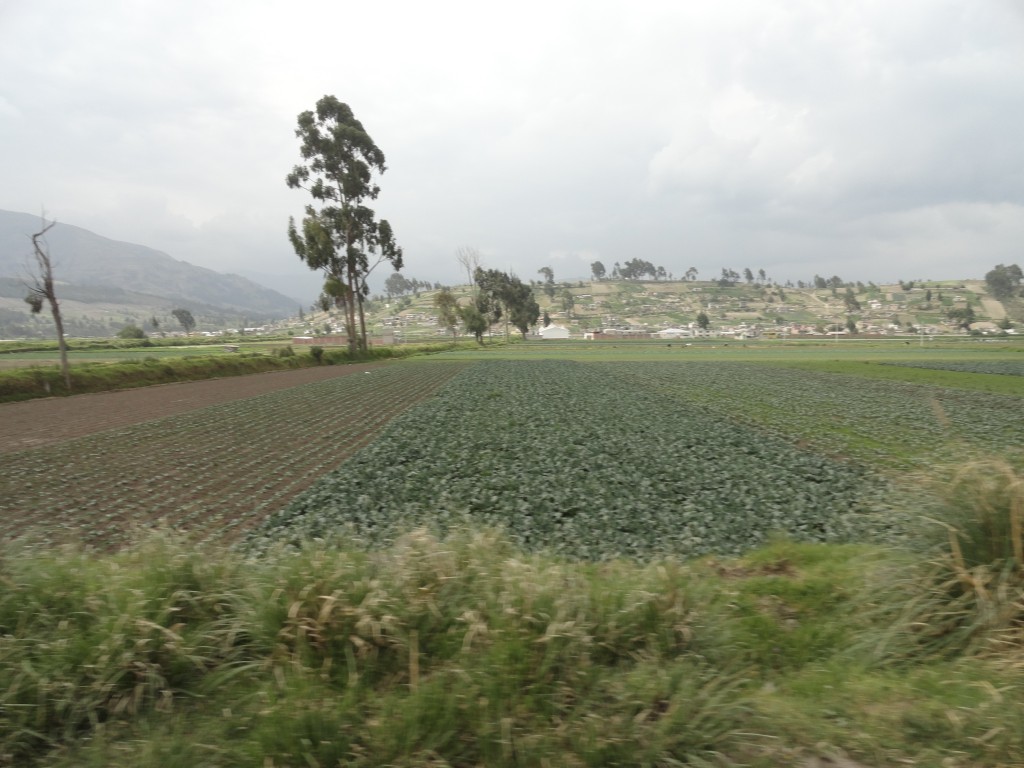 Foto: Paisaje - Colta (Chimborazo), Ecuador