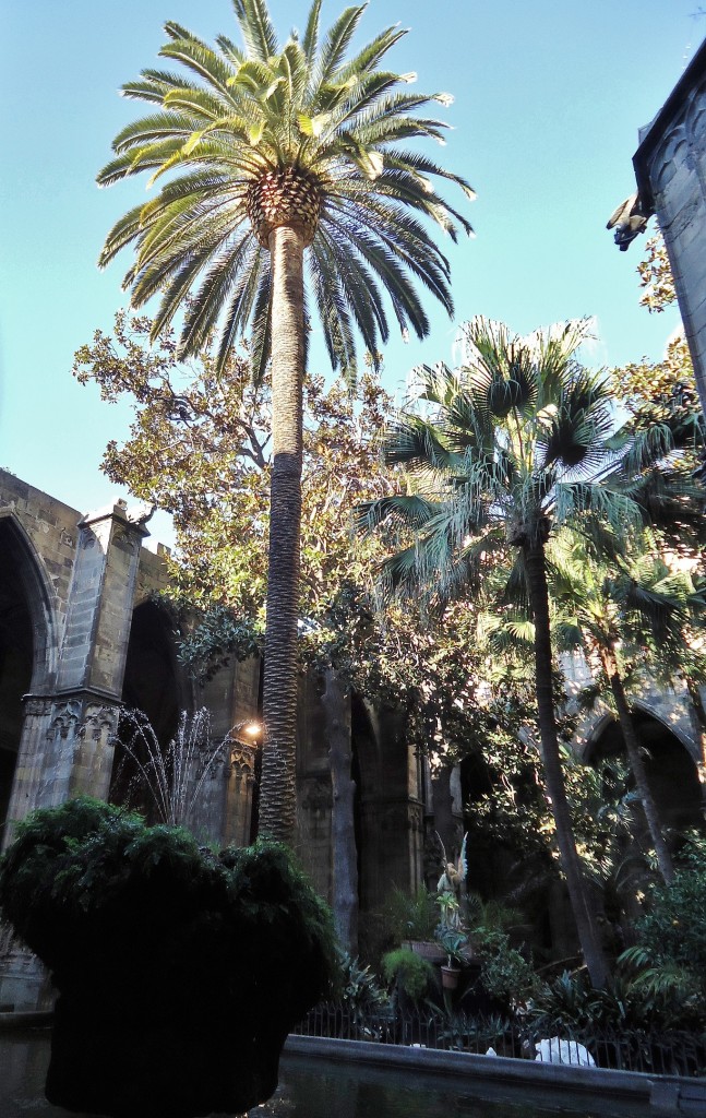 Foto: Claustro de la catedral - Barcelona (Cataluña), España