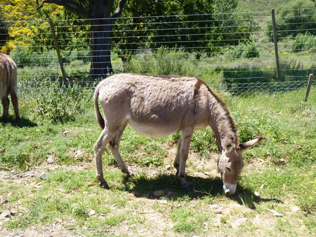 Foto: Sierra del Tigre - Tandil (Buenos Aires), Argentina