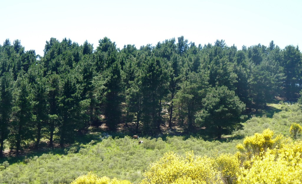 Foto: Sierra del Tigre - Tandil (Buenos Aires), Argentina