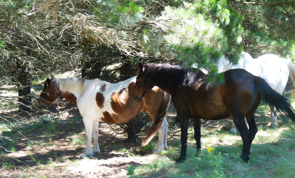 Foto: Sierra del Tigre - Tandil (Buenos Aires), Argentina