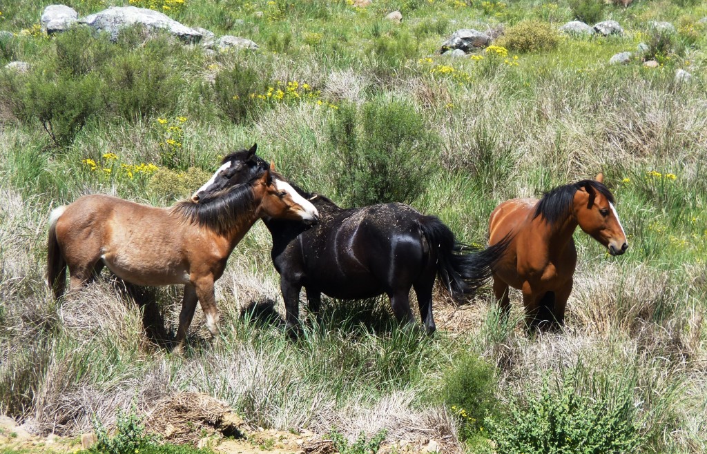 Foto: Sierra del Tigre - Tandil (Buenos Aires), Argentina