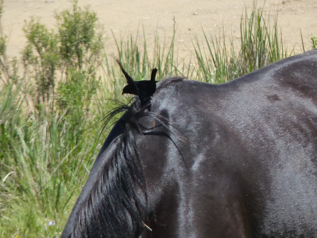 Foto: Sierra del Tigre. - Tandil (Buenos Aires), Argentina