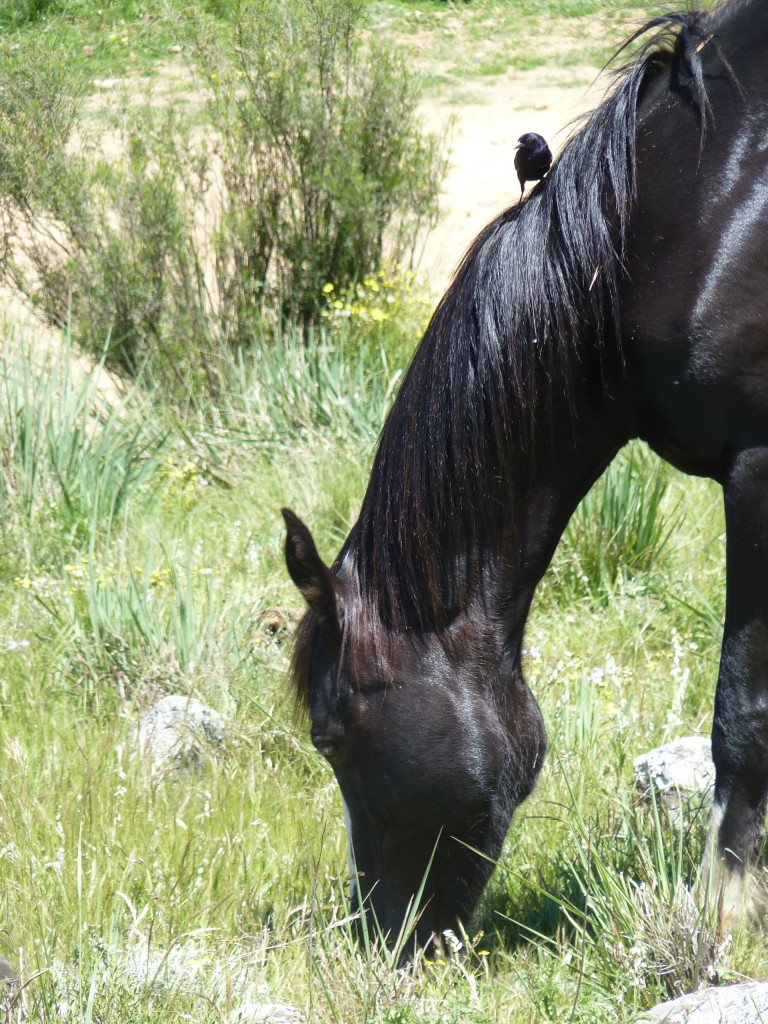 Foto: Sierra del Tigre. - Tandil (Buenos Aires), Argentina