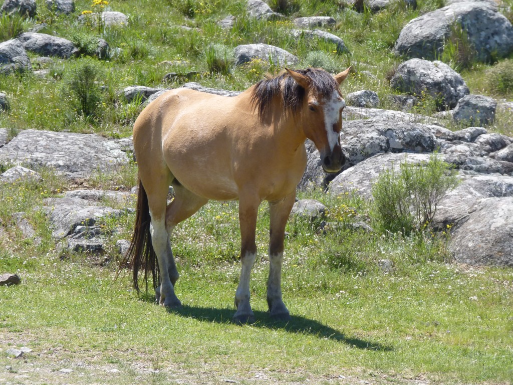 Foto: Sierra del Tigre. - Tandil (Buenos Aires), Argentina