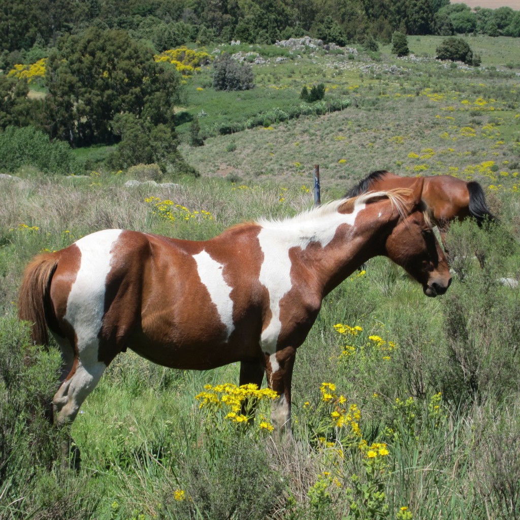 Foto: Sierra del Tigre - Tandil (Buenos Aires), Argentina