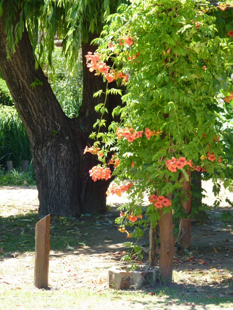 Foto: Cámping La Torre - Paraná Guazú (Entre Ríos), Argentina