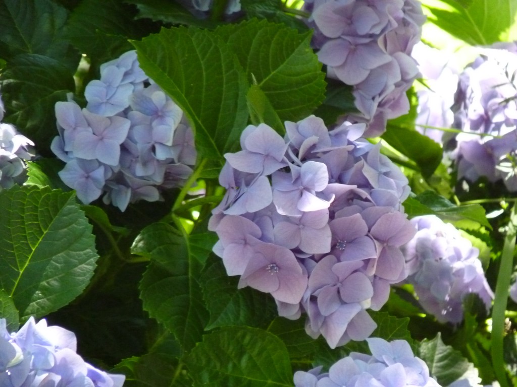 Foto: Hortensias - Paraná Guazú (Entre Ríos), Argentina