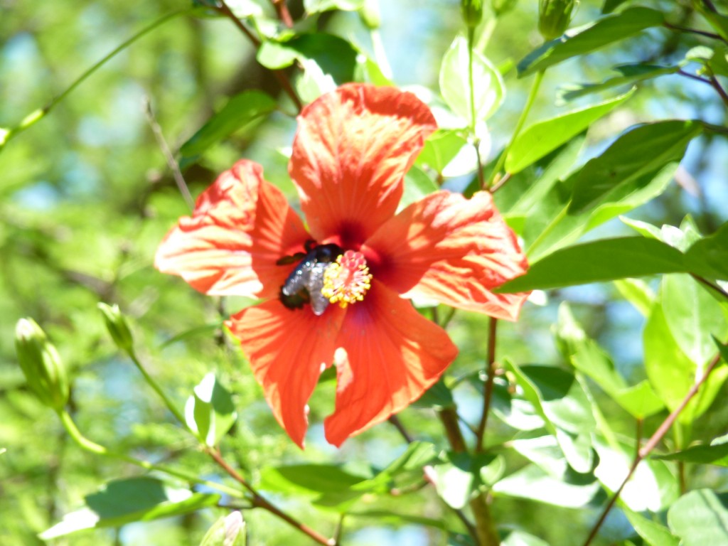 Foto: Rosa china - Paraná Guazú (Entre Ríos), Argentina