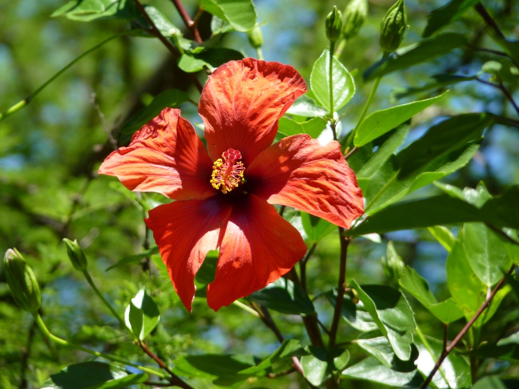 Foto: Rosa china - Paraná Guazú (Entre Ríos), Argentina