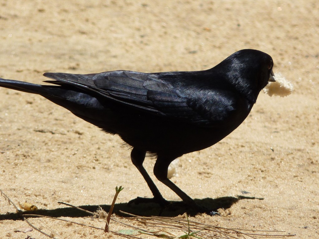 Foto: Tordo renegrido - Paraná Guazú (Entre Ríos), Argentina