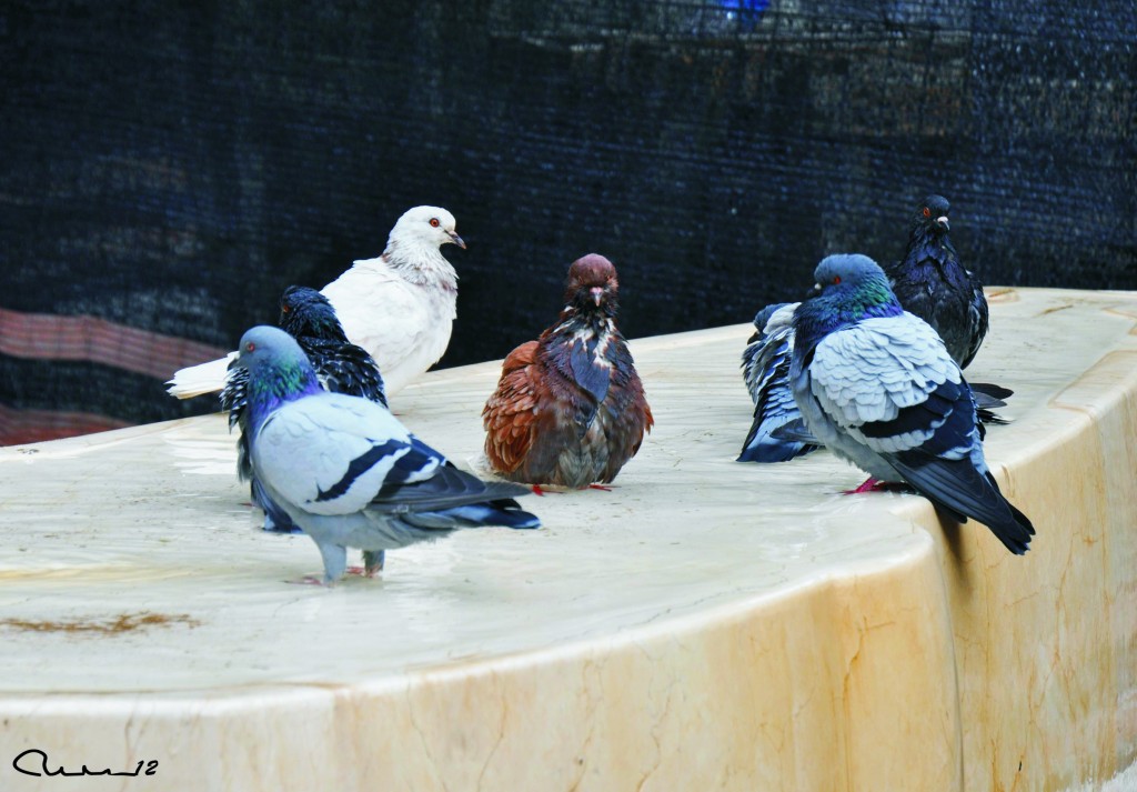 Foto: Palomas - Valencia (València), España